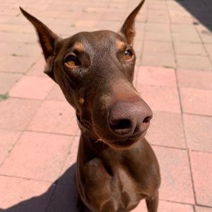 Meet your Posher, Bianka